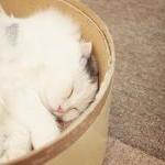 Sleeping Cat Photo. Fine Art Photography. White..