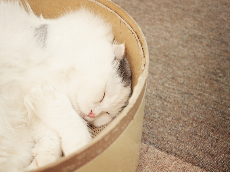 Sleeping Cat Photo. Fine Art Photography. White Kitten Photo. Size 8x10"