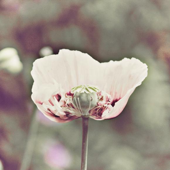 Delicate Poppy - Dusty Pink - Nature Photography - 8x8"