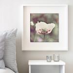 Delicate Poppy - Dusty Pink - Nature Photography -..